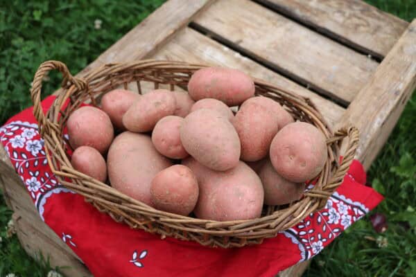 Bio Aardappelen - Alouette